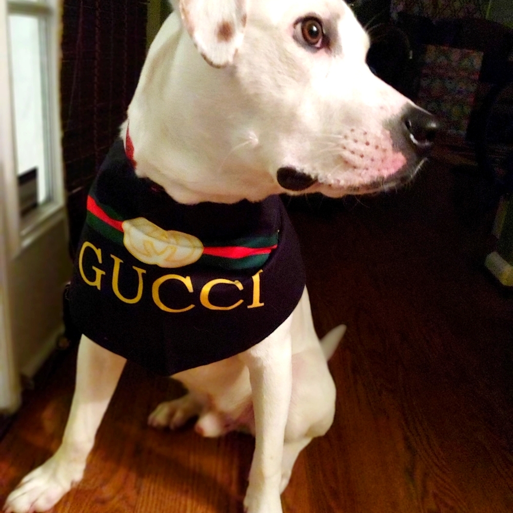 Dog "G" bandanas *📸 Sale*